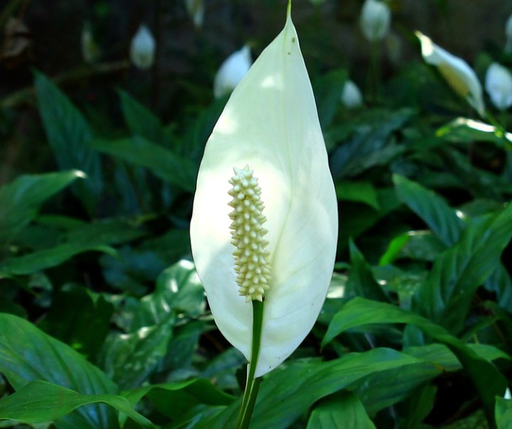 Peace lily