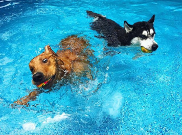 Screen Shot 2018-06-19 at 1.57.26 PM